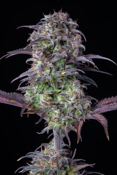 Samen 3x Original Blueberry Automatik Fast Buds